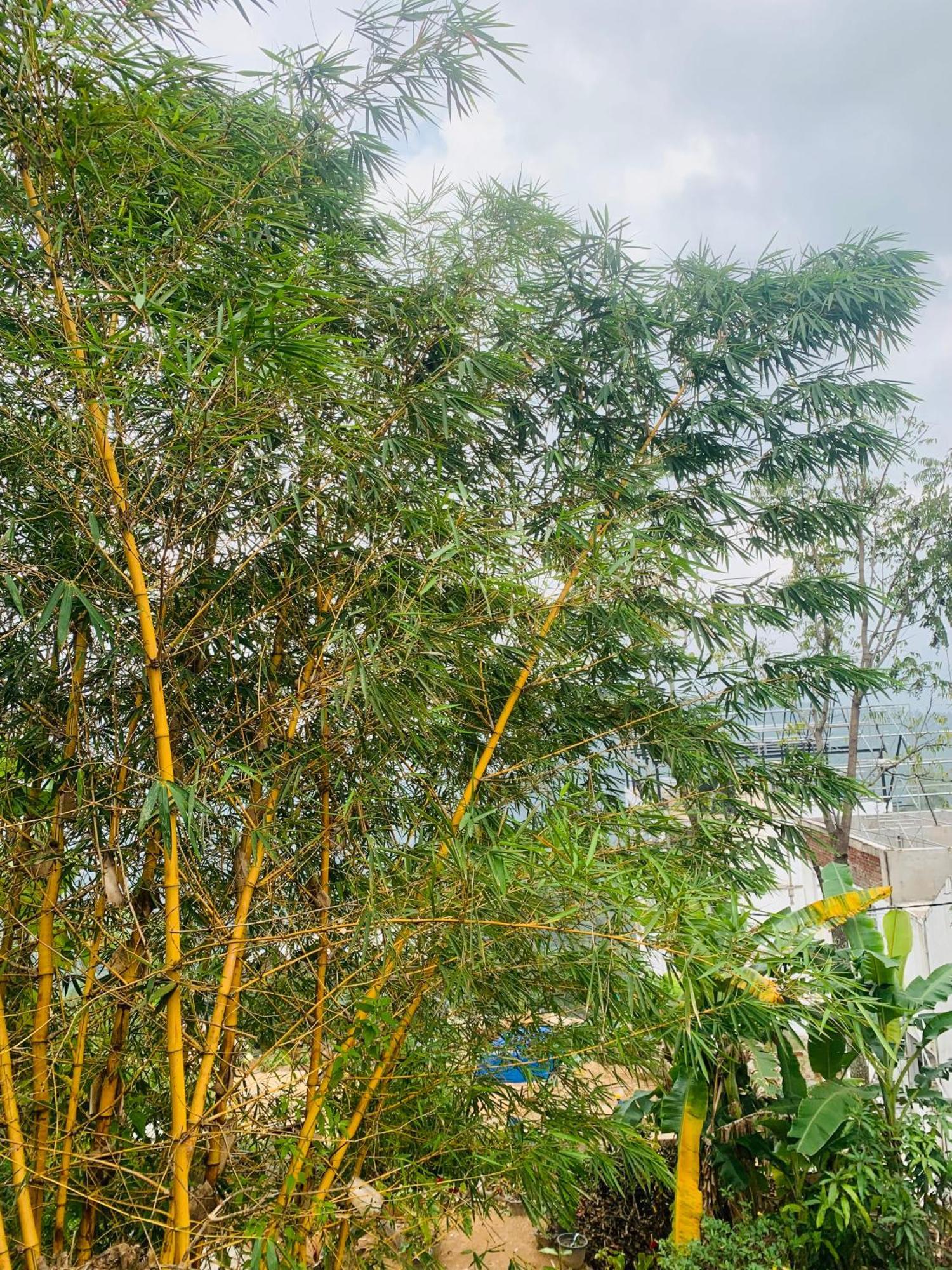 Broad View Apartment Ella Ngoại thất bức ảnh