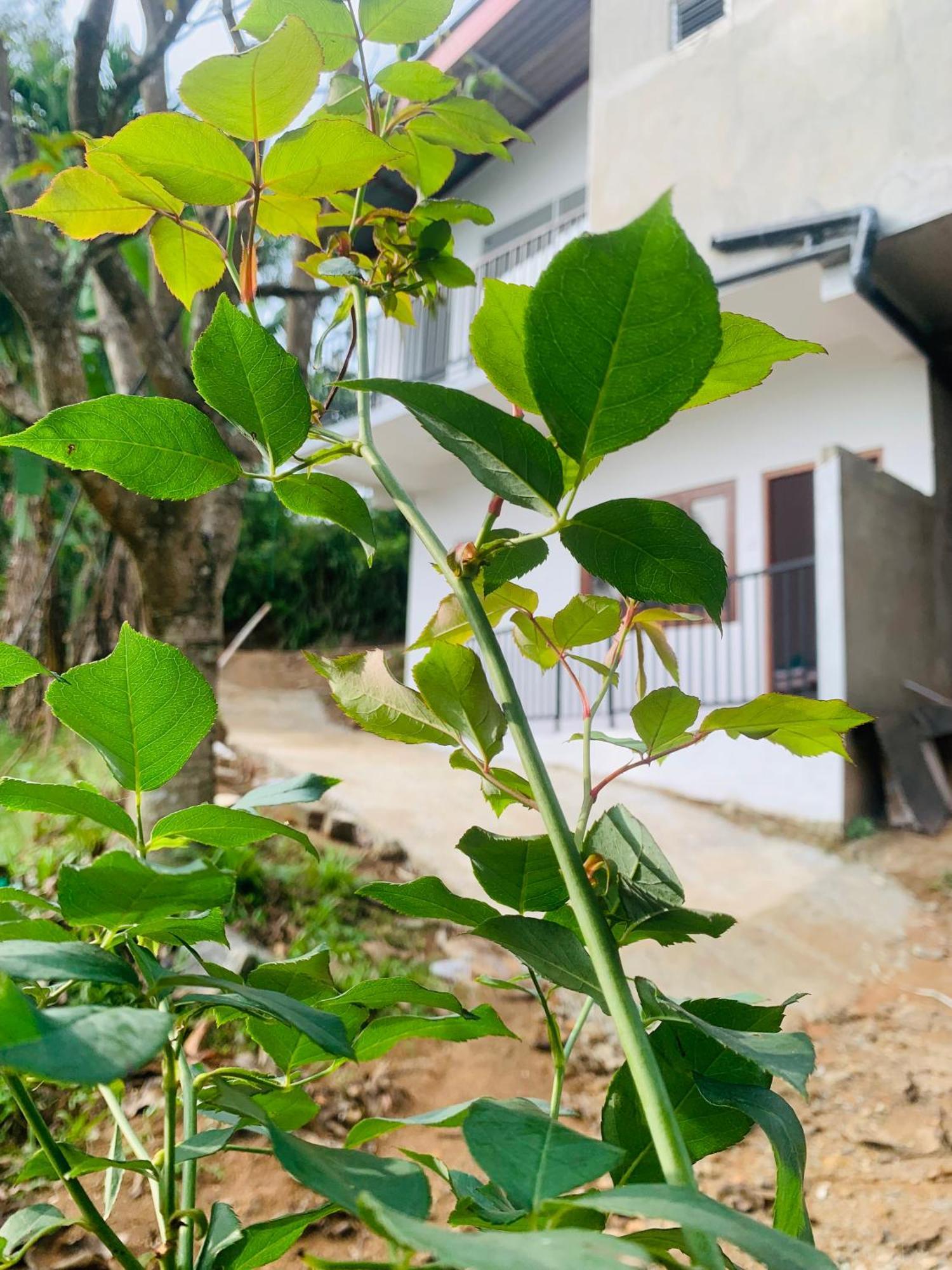 Broad View Apartment Ella Ngoại thất bức ảnh